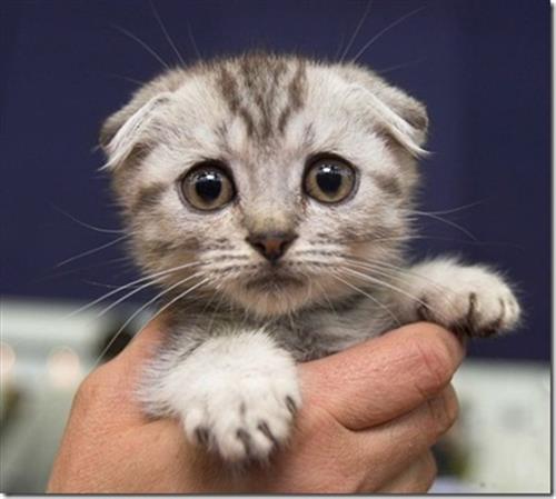 shayeste&nbsp;roshdi